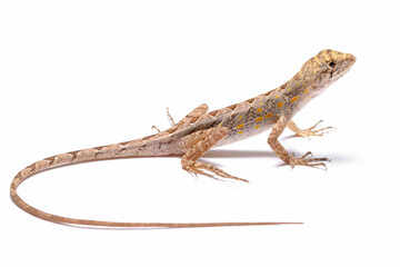 lizard on the white