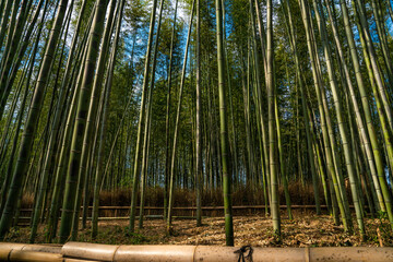 Bamboo forest