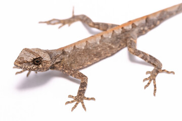 lizard on the white
