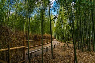 Curved bamboo path