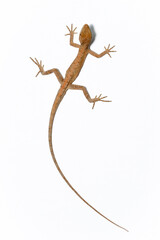 Fototapeta premium lizard on the white
