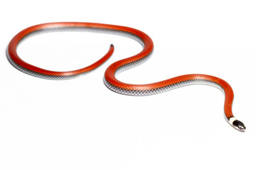 red snake on the white