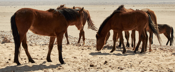 Herd of wild horses in Namib Desert near Aus, Garub, Namibia.