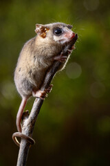 little marsupial on the tree