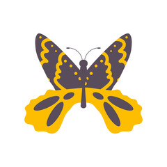Fototapeta premium butterfly wildlife animal