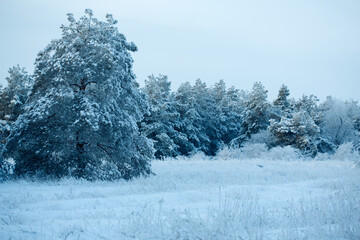 winter forest in cloudy weather. spruce branches are covered with abundant snow