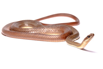 runner snake on the white