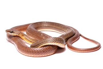 runner snake on the white