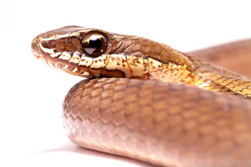 runner snake on the white