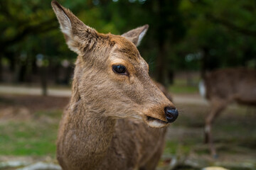 Deer closeup