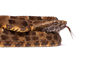 lance head snake on the white