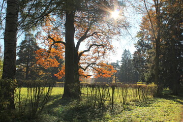 autumn in the park