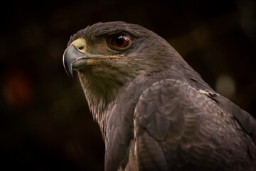 close up of an eagle