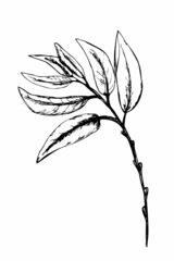 Vector sketch of leaves. Doodle leaves illustration. Drawn by hand. Willow branch. Isolated on white background.