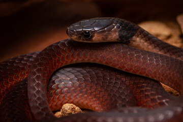 Fototapeta premium close up of a snake