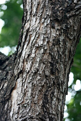 Obraz premium Wooden Bark in the garden , Close up Texture
