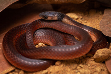 close up of a python
