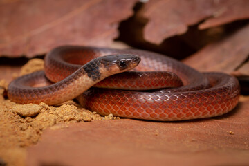 close up of a snake