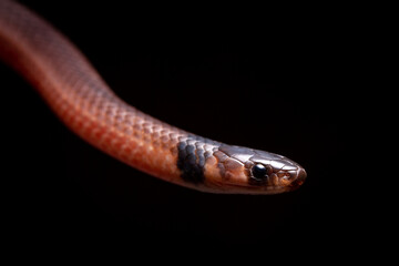 close up of a snake