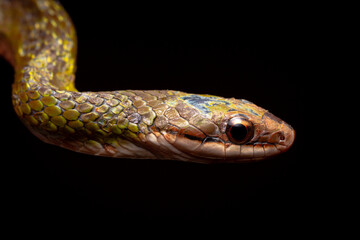 water snake