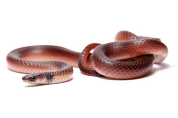 red ground snake on the white