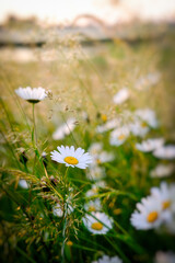 White daisies in a field