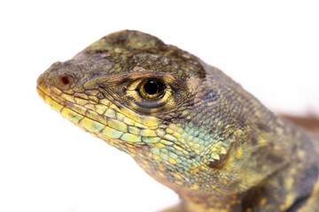 close up of a lizard