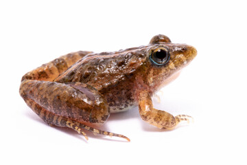 toad on the white