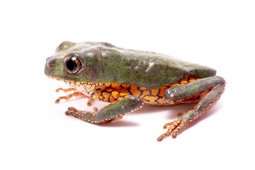 orange banded green tree frog on white back ground
