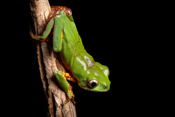 orange banded green tree frog on a tree