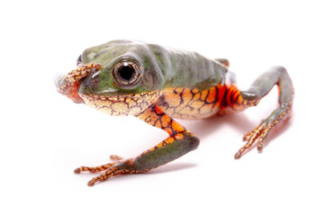 orange banded green tree frog on white back ground