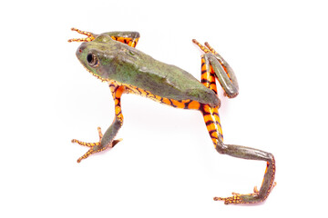 orange banded green tree frog on white back ground