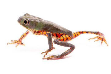 orange banded green tree frog on white back ground