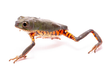 orange banded green tree frog on white back ground