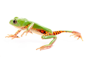 orange banded green tree frog on white back ground