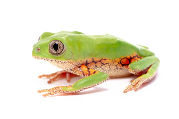orange banded green tree frog on white back ground