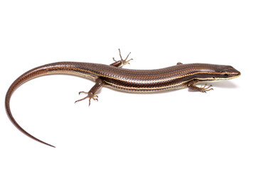 lizard on white background