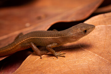 lizard on the ground