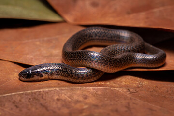 ground snake on the ground