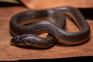 ground snake on the ground