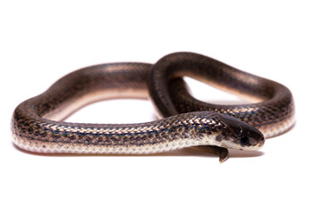 close up of a snake