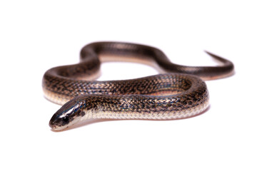Fototapeta premium snake