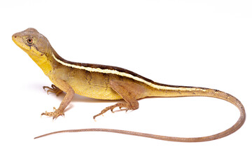 lizard isolated on white
