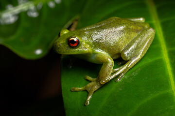 red eyes green frog on a leaf