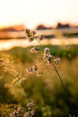 Plant in field at sunset