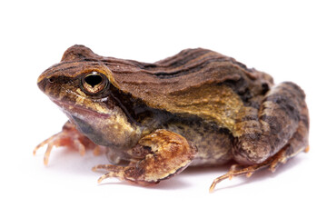 toad isolated on white
