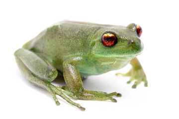 red eyes green frog on the white