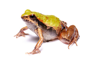 toad isolated on white