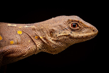 close up of a lizard