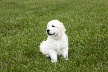 Irish cream golden retriever puppy on green grass